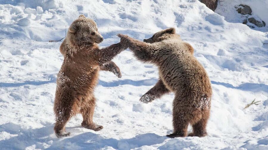 From Rovaniemi: Visit Wildlife Park in Ranua - Key highlights to know before you go