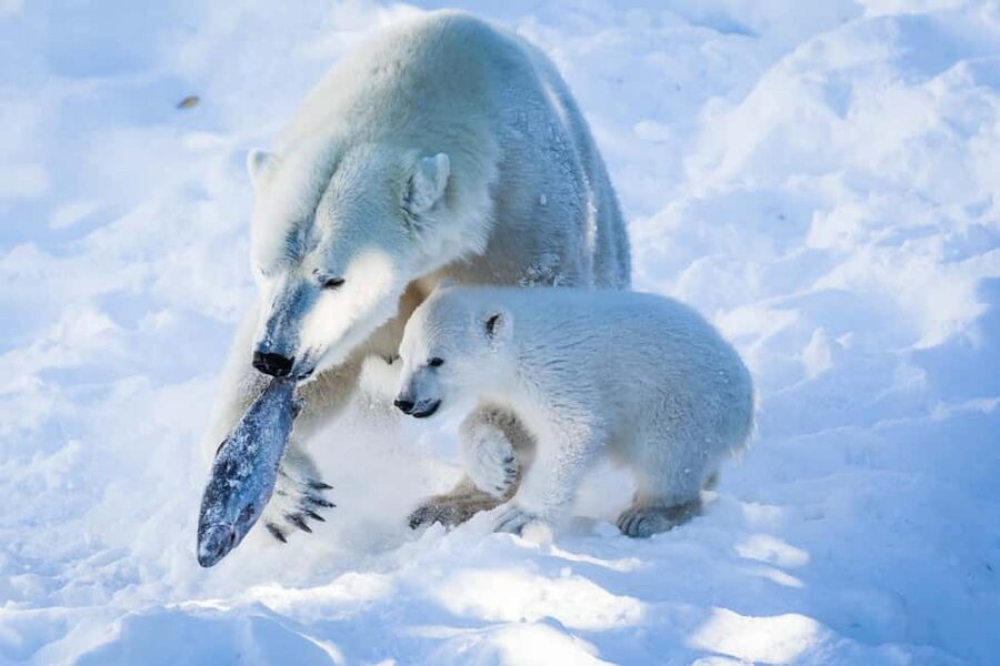From Rovaniemi: Visit Wildlife Park in Ranua - Rovaniemi to Ranua: minibus pickup you can count on