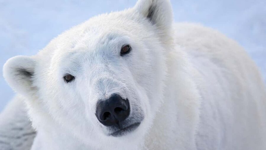 From Rovaniemi: Visit Wildlife Park in Ranua - Polar bears plus arctic foxes, wolverines, and lynx