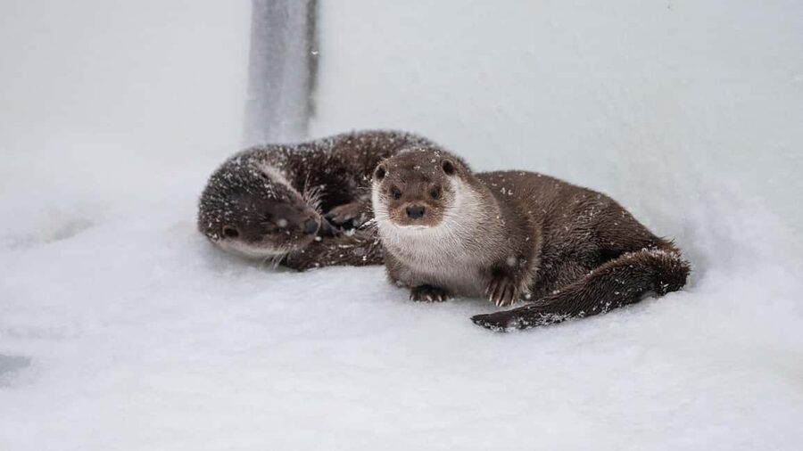 From Rovaniemi: Visit Wildlife Park in Ranua - 5 hours on the clock: timing, souvenirs, and lunch on your own