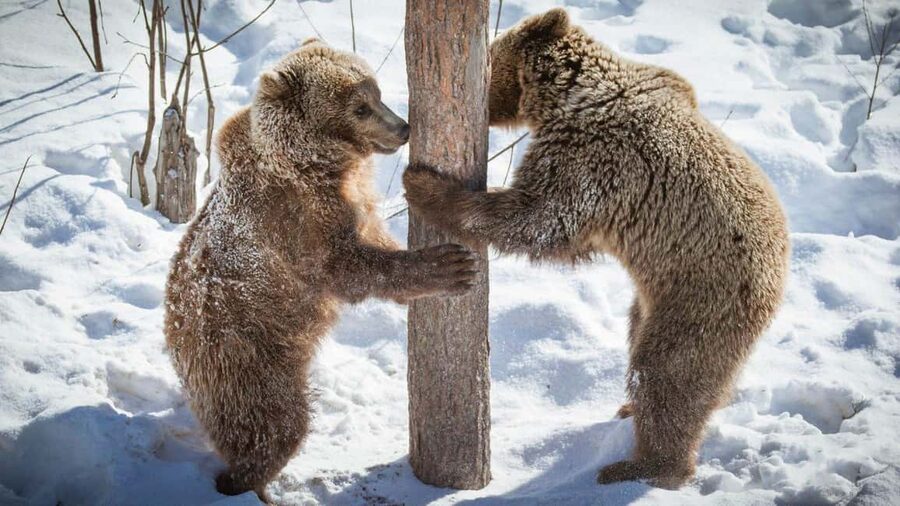 From Rovaniemi: Visit Wildlife Park in Ranua - FAQ