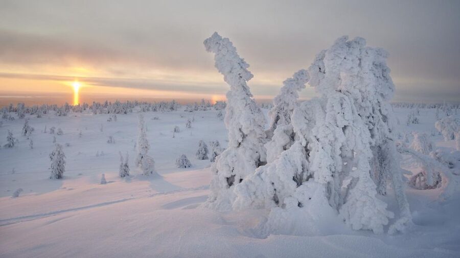 From Rovaniemi: Winter Wonderland Hike with a Hot Drink - Guide experience: Valentino and Robin get mentioned for a reason