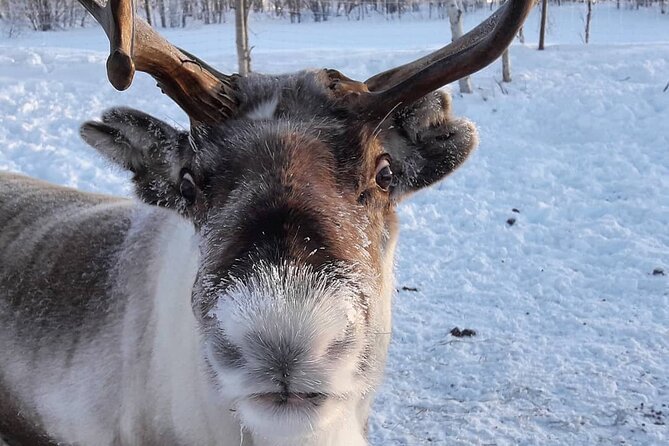 From Saariselkä: Ice Fishing Tour to Lake Inari, reindeers &lunch - Lunch by the Campfire, Hot Drinks, and Reindeer Time