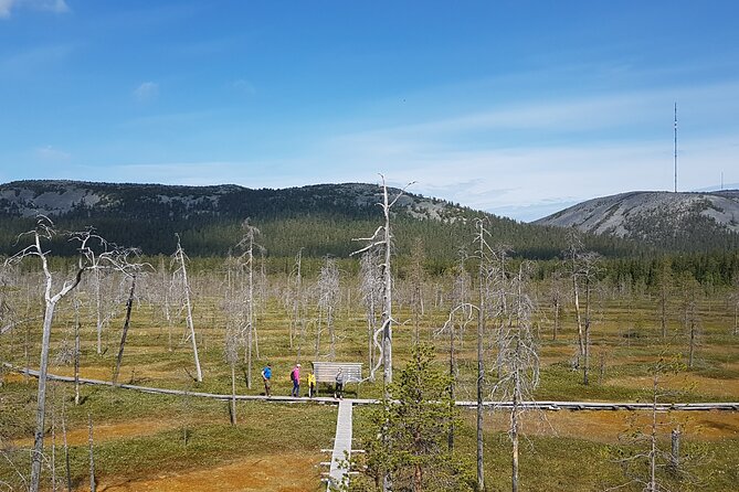 Guided easy hike in Finland deepest gorge in Pyhä-Luosto National Park - The Best Part: The Geology Lessons That Stay Practical
