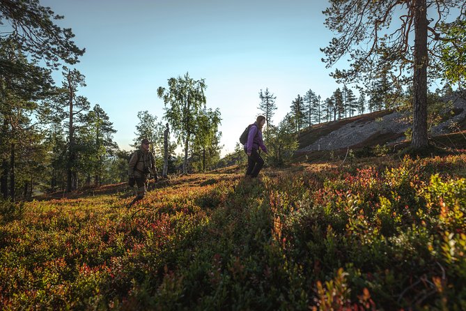 Guided easy hike in Finland deepest gorge in Pyhä-Luosto National Park - Luosto to the Park: Pickup, Time, and How It Fits Your Day