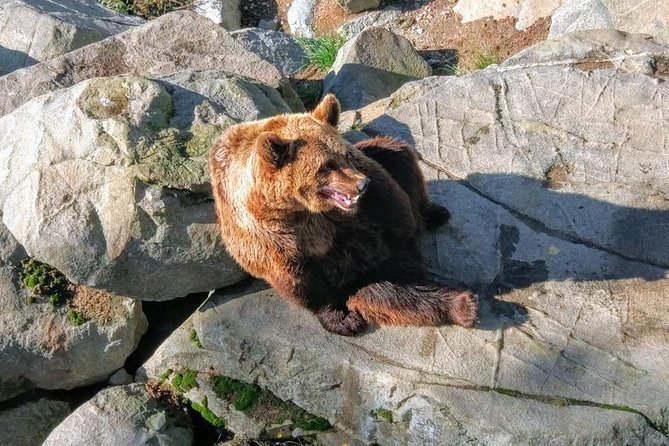 Guided Ranua Wildlife Park tour with Lunch, Small group adventure - Ranua Wildlife Park: Arctic animals, not a city zoo