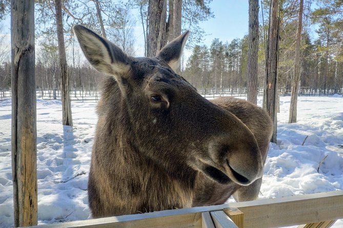 Guided Ranua Wildlife Park tour with Lunch, Small group adventure - Lunch with coffee and tea: the warm reset that makes the day work
