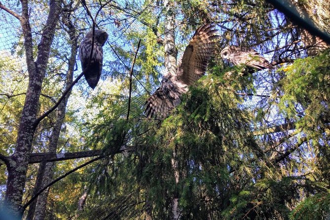 Guided Ranua Wildlife Park tour with Lunch, Small group adventure - How long it takes, and what your day will feel like
