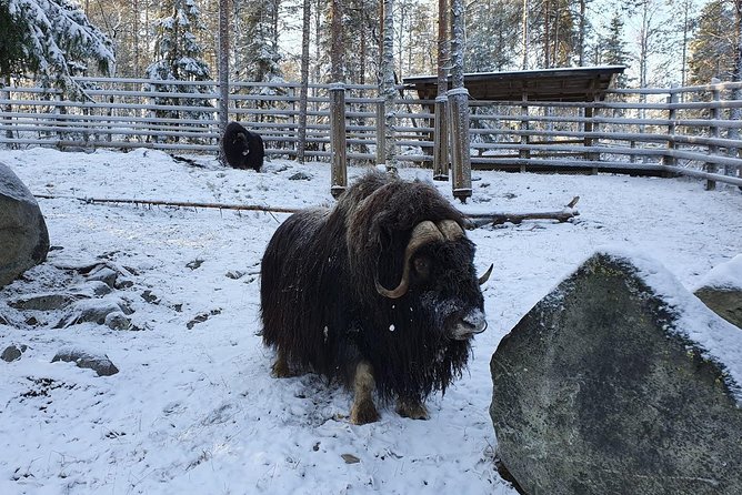 Guided Ranua Wildlife Park tour with Lunch, Small group adventure - Inside the park: 50 species and the polar bear focus