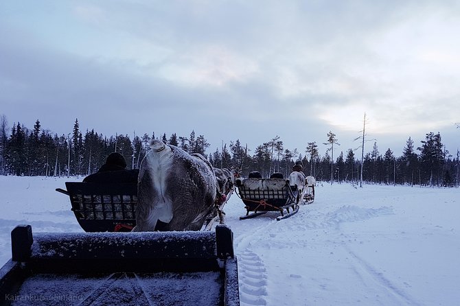 Guided reindeer farm visit and one hour sledge safari - Why This Sledge Safari Feels Like Traditional Lapland