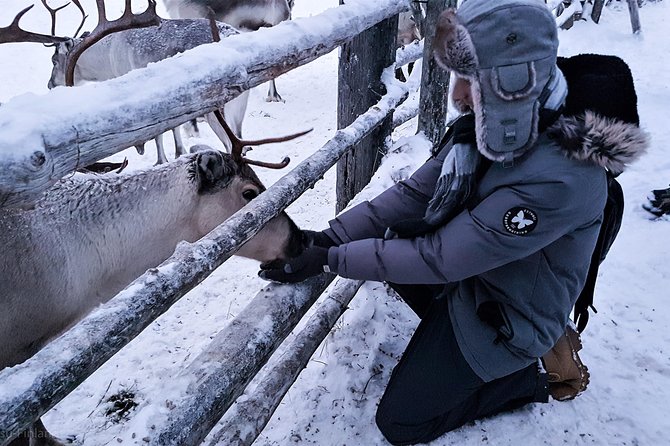 Guided reindeer farm visit and one hour sledge safari - Feeding Time and Reindeer Care Lessons