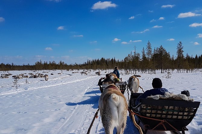Guided reindeer farm visit and one hour sledge safari - Group Size, Duration, and What Your Day Looked Like