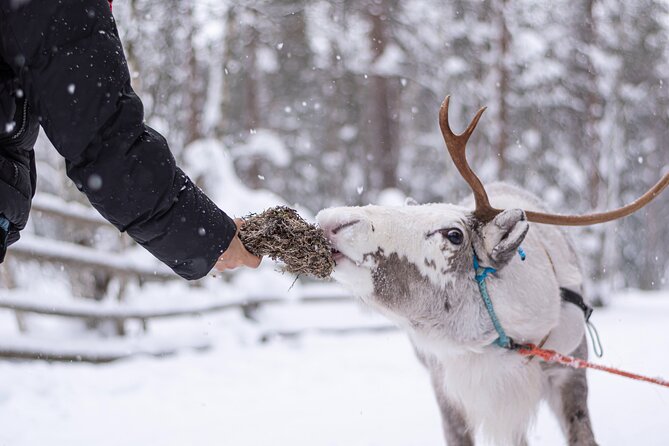 Half-Day Experience in Local reindeer farm in Lapland - Key Highlights You Should Actually Care About