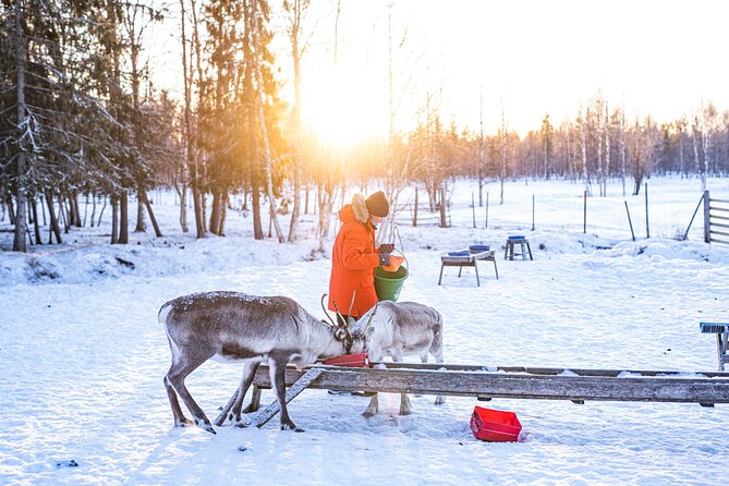 Half-Day Experience in Local reindeer farm in Lapland - Reindeer Farm Day That Moves at Half-Day Speed