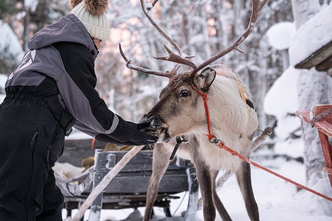 Half-Day Experience in Local reindeer farm in Lapland - The 2 km Sleigh Ride Through Snowy Forest