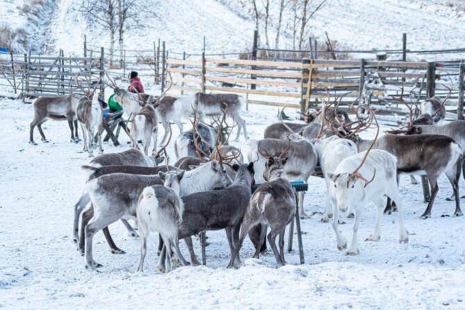 Half-Day Experience in Local reindeer farm in Lapland - Feeding and Meeting the Reindeer After the Sled