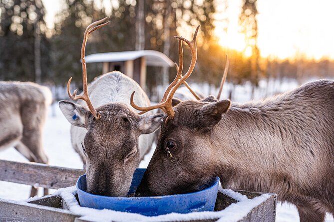 Half-Day Experience in Local reindeer farm in Lapland - Snacks, Hot Drinks, and the Tipi Hut Pause
