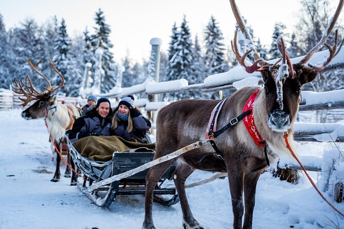 Half-Day Experience in Local reindeer farm in Lapland - Price and Value: What $205.15 Buys You