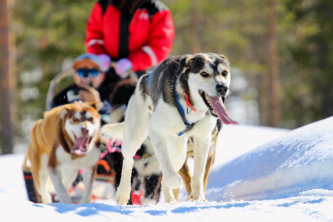 Half-Day Husky Safari and Salmon Ice Fishing Experience - Key Highlights You Should Know