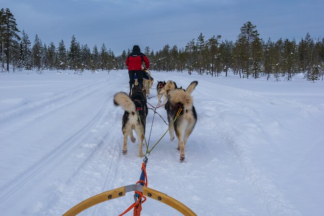 Half-Day Husky Safari and Salmon Ice Fishing Experience - Weather, Timing, and What To Wear So You Stay Comfortable