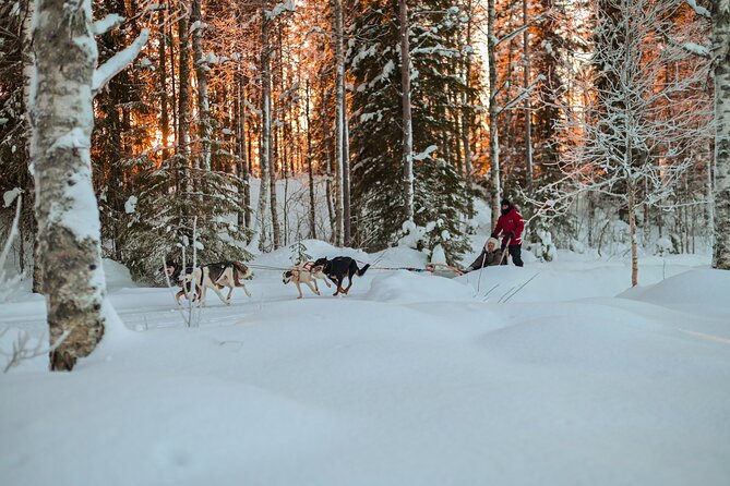 Half-Day Husky Safari and Salmon Ice Fishing Experience - Who Should Book This Husky Safari and Salmon Ice Fishing?