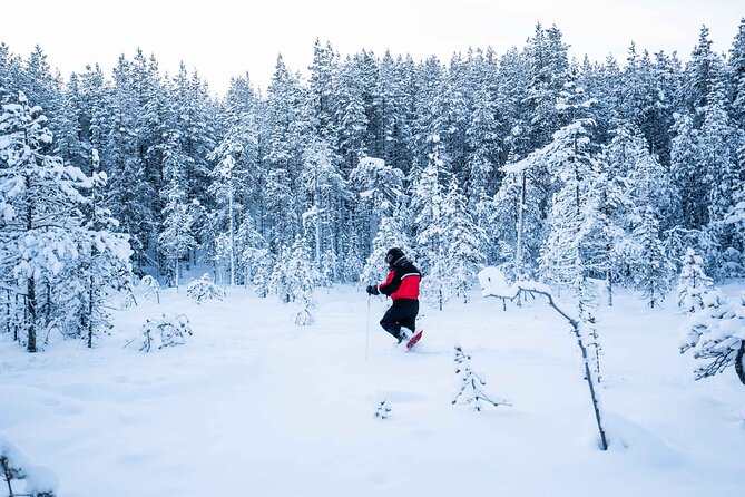 Half Day Snowshoe Hiking Adventure in Levi Lapland - Price and value for $113.79 per person