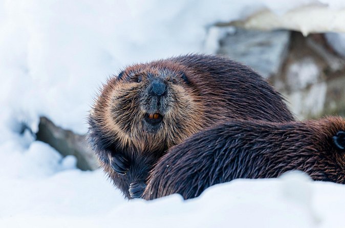Half-Day Trip to Ranua Wildlife Park from Rovaniemi - Animals you’re likely to see, and what to watch for
