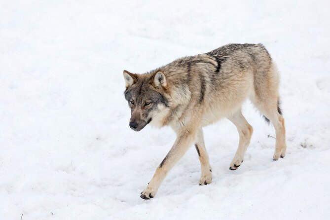 Half-Day Trip to Ranua Wildlife Park from Rovaniemi - The practical winter checklist (since gear isn’t provided)
