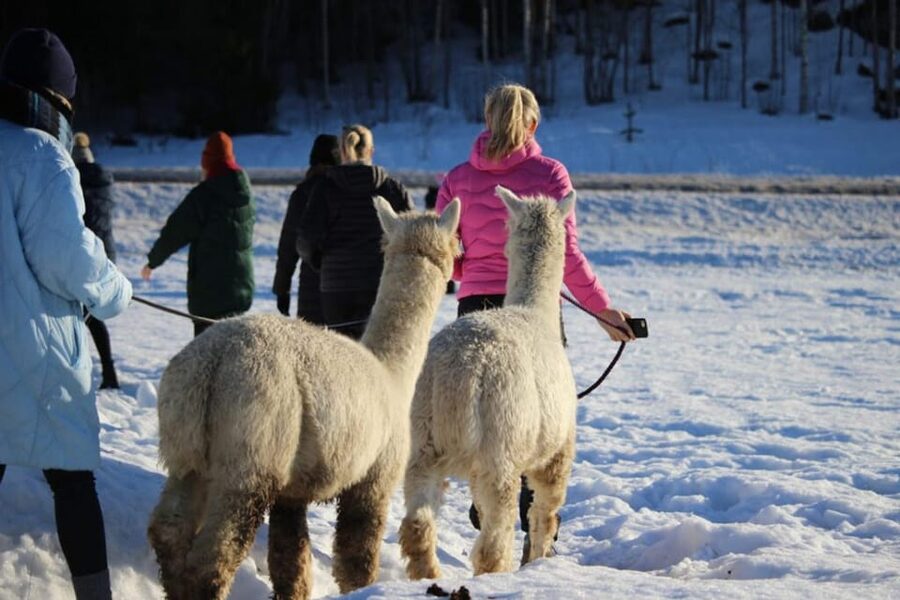 Helsinki: Alpaca Farm Tour with Guided Walk (private) - Key points to know before you go