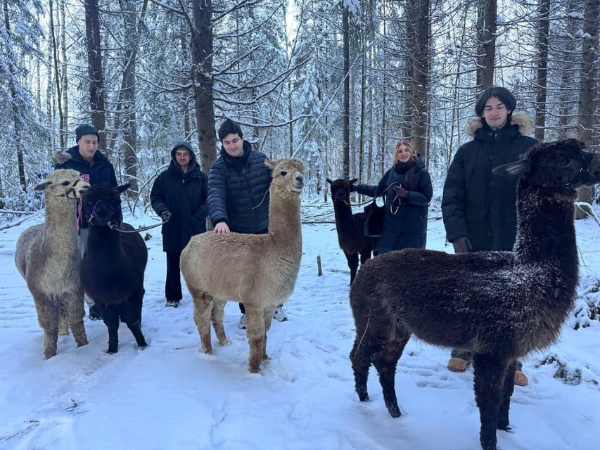 Helsinki: Alpaca Farm Tour with Guided Walk (private) - How the 2-hour schedule actually plays out