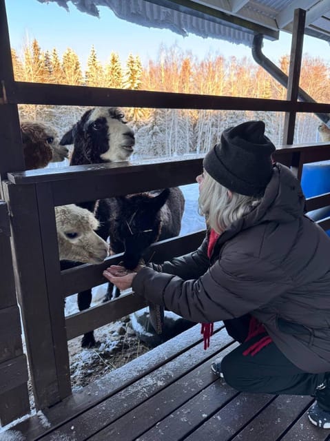Helsinki: Alpaca Farm Tour with Guided Walk (private) - The guided walk with your own alpaca through the forest