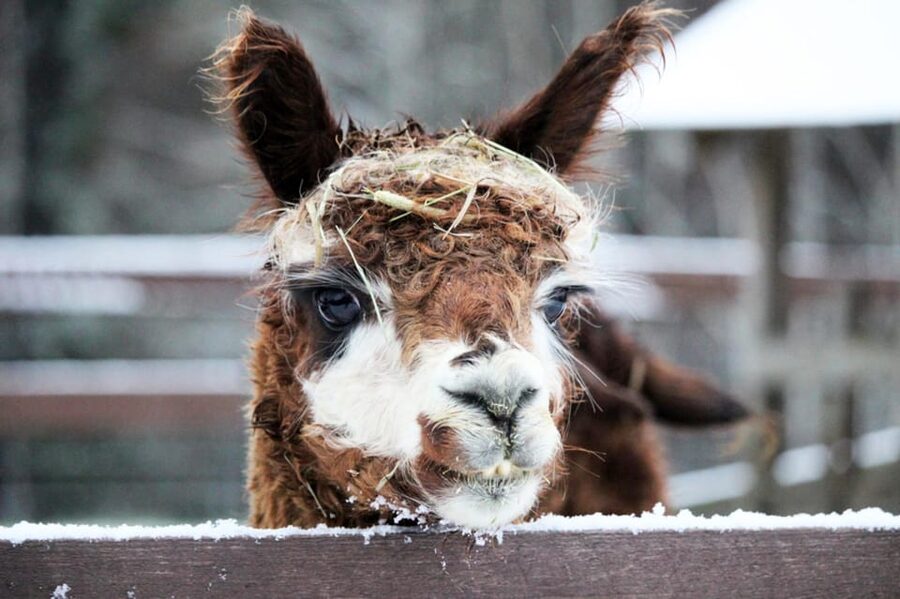 Helsinki: Alpaca Farm Tour with Guided Walk (private) - What the guides do with alpacas, and why it makes the tour better