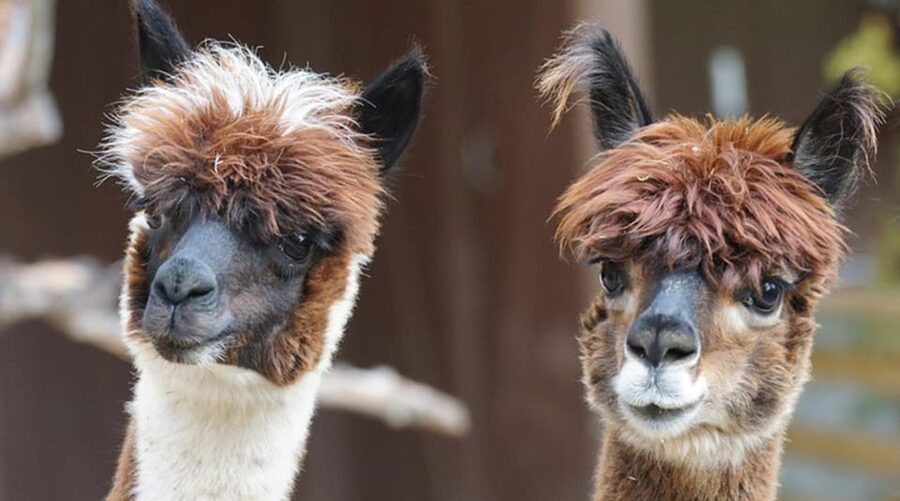 Helsinki: Alpaca Farm Tour with Guided Walk (private) - Feeding alpacas behind fences: why it is both safe and satisfying