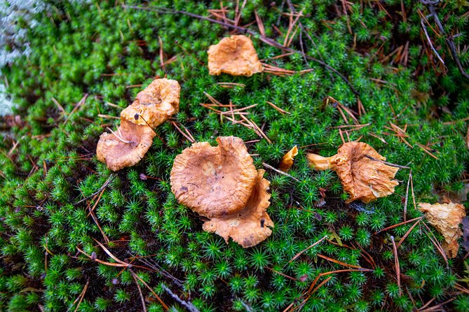 Helsinki: Nuuksio National park hiking with campfire lunch - What to Bring So the Day Feels Easy, Not Miserable