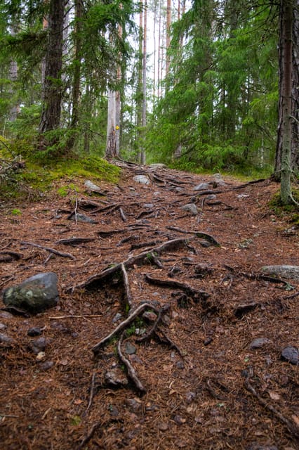 Helsinki: Nuuksio National park hiking with campfire lunch - Who Should Book This, and Who Might Skip It