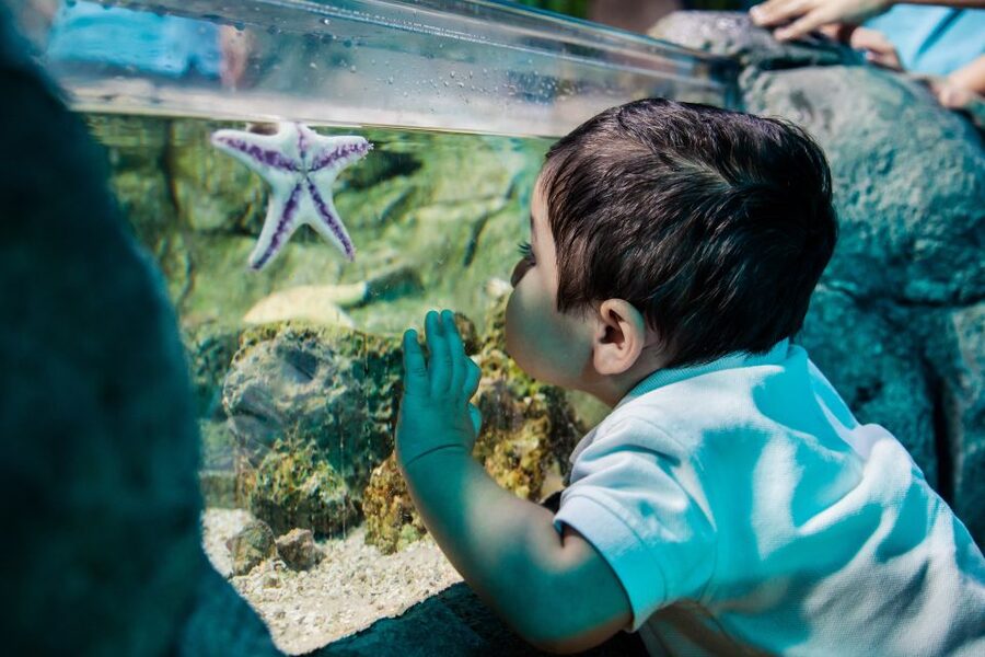 Helsinki: Sea Life Entrance Tickets - 50 aquariums, 100 species, 1500+ sea creatures: how to pace it