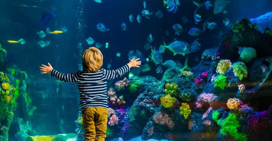 Helsinki: Sea Life Entrance Tickets - Daily feedings and talks: get more from the tanks