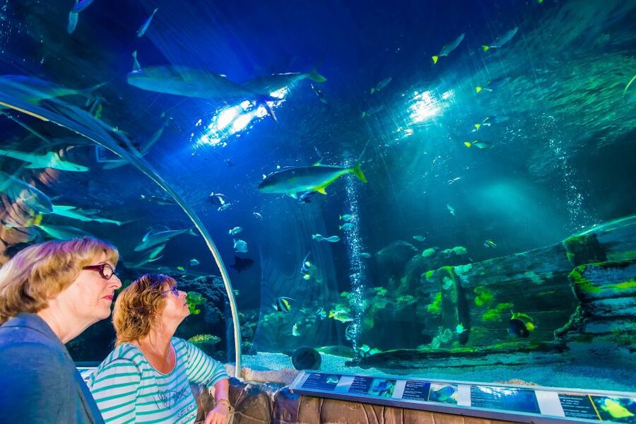 Helsinki: Sea Life Entrance Tickets - Ocean Tank tropical walkway, and the 2026 renovation reality