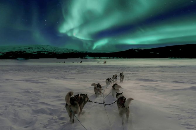 Hunting Northern Lights with Husky - Pickup and timing in Rovaniemi, starting at Santa Claus Holiday Village