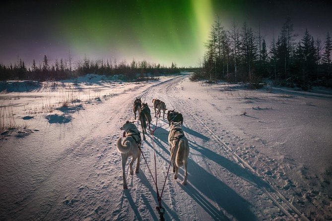 Hunting Northern Lights with Husky - Warming up with hot blueberry juice and a BBQ or sausages by the fire