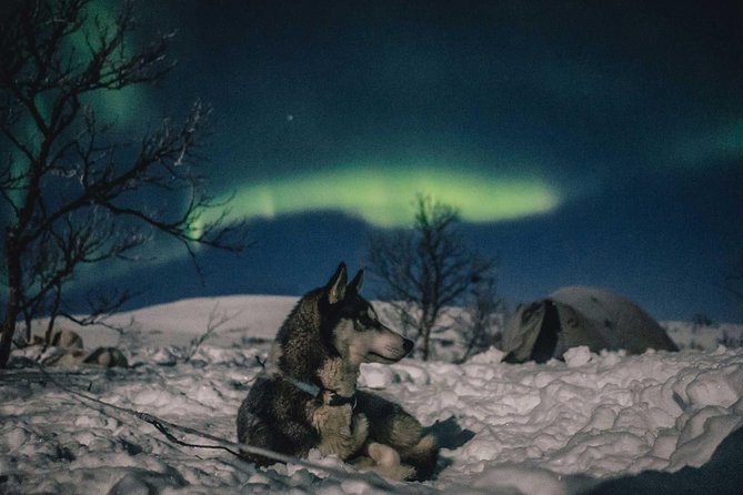 Hunting Northern Lights with Husky - Price and value: paying for huskies, with auroras as a bonus