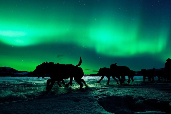 Hunting Northern Lights with Husky - Who this tour suits best in Rovaniemi