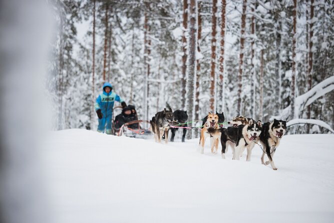 Husky and Reindeer Experience - Price and value: does $143 make sense for your kind of day?