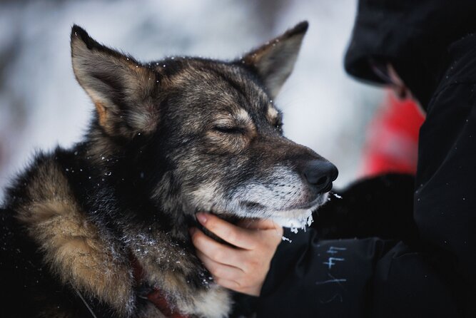 Husky and Reindeer Experience - Who should book this tour, and who should skip it