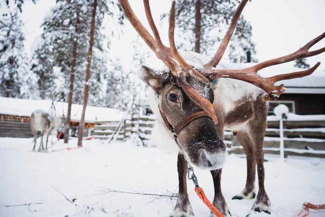 Husky and Reindeer Experience - Reindeer farm stop: sleigh riding plus a quick taste of farm life