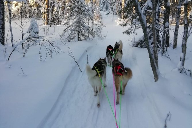 Husky safari - Key things that make this husky safari work well