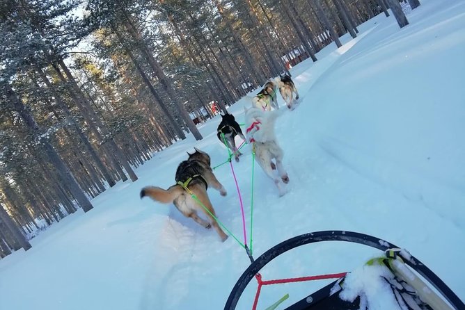 Husky safari - When there is no snow, you still get a safari by kart