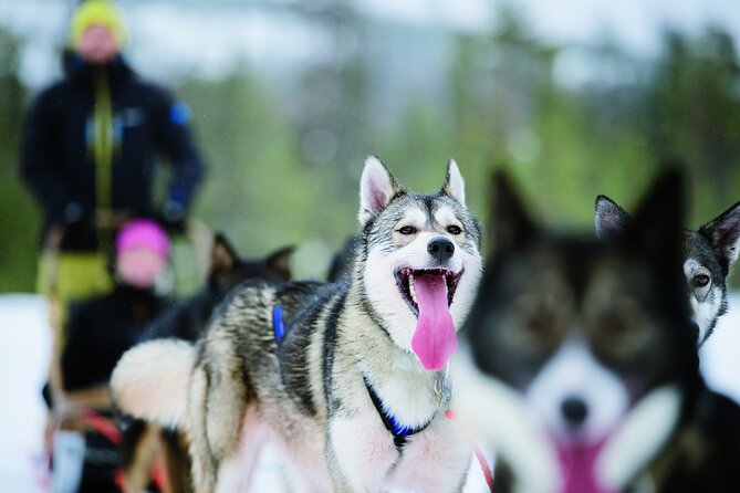 Husky Safari from Levi 2 KM or 5 KM with Husky Sledge Ride - Key highlights you will care about