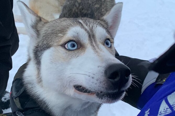 Husky Safari from Levi 2 KM or 5 KM with Husky Sledge Ride - Why this short Levi husky safari fits winter schedules