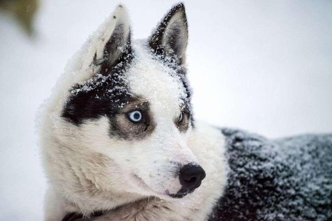 Husky Safari from Levi 2 KM or 5 KM with Husky Sledge Ride - 2 km vs 5 km husky sled ride, and why weather can change the timing